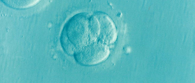 Marija Martinčič Bauman - Moji IVF Otroci