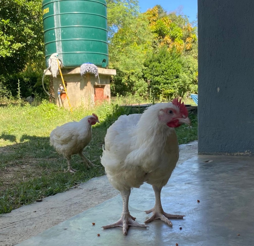 slike anamarija mihovec utrip zambije skozi stetoskop 5ka šg